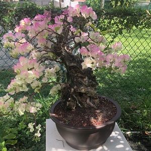 Meet your Posher, Nhung